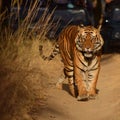 A Male Bengal Tiger walking along a forest path Royalty Free Stock Photo