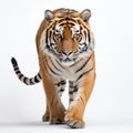 Male bengal tiger walking in front of a white background Royalty Free Stock Photo