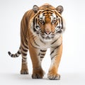 Male bengal tiger walking in front of a white background Royalty Free Stock Photo