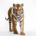 Male bengal tiger walking in front of a white background Royalty Free Stock Photo