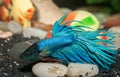 Male Betta splendens blue Royalty Free Stock Photo