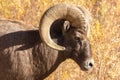 Male Big Horn Sheep Looking for Mates