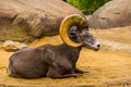 Male bighorn sheep in closeup, tropical animal specie from North america Royalty Free Stock Photo