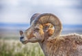 Male Bighorn Sheep With Horns