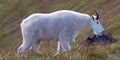 Male Billy Mountain Goat on Hurricane Hill / Ridge in Olympic National Park in Port Angeles Washington State
