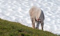 Male Billy Mountain Goat on Hurricane Hill / Ridge snowfield in Olympic National Park in Washington State