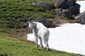Male Billy Mountain Goat on Hurricane Ridge snowfield in Olympic National Park in Washington State