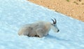 Male Billy Mountain Goat on snow on Hurricane Ridge in Olympic National Park in Washington state USA