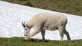 Male Billy Mountain Goat on snow on Hurricane Ridge in Olympic National Park in Washington state USA