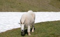 Male Billy Mountain Goat on snow on Hurricane Ridge in Olympic National Park in Washington state USA