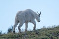 Male Billy Mountain Goat walking on Hurricane Ridge in Olympic National Park in Washington state USA