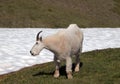 Male Bily Mountain Goat Oreamnos Americanus on Hurricane Hill / Ridge snowfield in Olympic National Park in Washington State