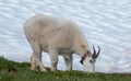 Male Bily Mountain Goat (Oreamnos Americanus) on Hurricane Hill snowfield in Olympic National Park in Washington State