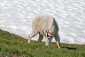 Male Bily Mountain Goat Oreamnos Americanus on Hurricane Ridge snowfield in Olympic National Park in Washington State