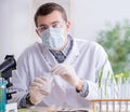 Male biochemist working in the lab on plants Royalty Free Stock Photo