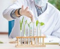 Male biochemist working in the lab on plants Royalty Free Stock Photo