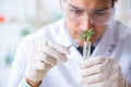 The male biochemist working in the lab on plants Royalty Free Stock Photo