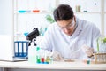 The male biochemist working in the lab on plants Royalty Free Stock Photo