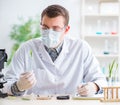 Male biochemist working in the lab on plants Royalty Free Stock Photo