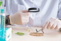 Male biochemist working in the lab on plants Royalty Free Stock Photo