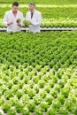 Male biochemists discussing over herb seedlings in greenhouse Royalty Free Stock Photo