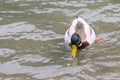 Male bird called mallard or drake in the pond Royalty Free Stock Photo