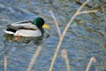 Male bird drake of wild duck mallard swims in the water Royalty Free Stock Photo