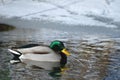 Male bird drake of wild duck mallard swims in the water in winter, snow and ice in background