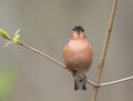 The male birds of the Finch sings in the woods surrounded by you Royalty Free Stock Photo