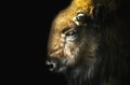 Male bison (Bison bonasus) on black background