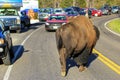 Male bison blocking road in Yellowstone National Park, Wyoming Royalty Free Stock Photo