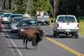 Male bison blocking road in Yellowstone National Park, Wyoming Royalty Free Stock Photo