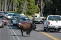 Male bison blocking road in Yellowstone National Park, Wyoming