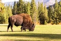 Male bison buffalo grazing