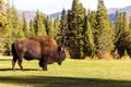 Male bison buffalo grazing