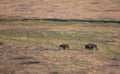 Male Bison Chases Female Across Hayden Valley Royalty Free Stock Photo