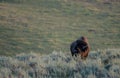 Male Bison Chews Grass On Hill Top Royalty Free Stock Photo