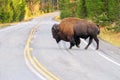 Male bison crossing road in Yellowstone National Park, Wyoming Royalty Free Stock Photo