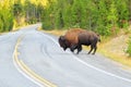 Male bison crossing road in Yellowstone National Park, Wyoming Royalty Free Stock Photo