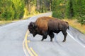 Male bison crossing road in Yellowstone National Park, Wyoming Royalty Free Stock Photo