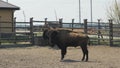 Male bison looking at camera at the ranch. European wood bison priscus, zubr, wisent