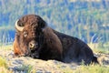 Male bison lying in dust, Yellowstone National Park, Wyoming