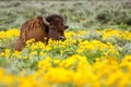 Male bison lying in the field with flowers, Yellowstone National