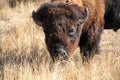 Male Bison in Rocky Mountain Arsenal, Colorado