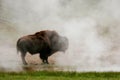 Male bison standing near hot spring in Yellowstone National Park, Wyoming