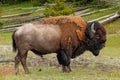 Male bison standing in Yellowstone National Park, Wyoming