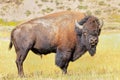 Male bison standing in Yellowstone National Park, Wyoming