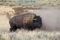 Male bison stands after dusty dirt bath