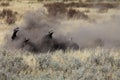 Male bison taking a dusty dirt bath