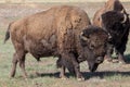 Male Bison walking through the field at the Arsenal